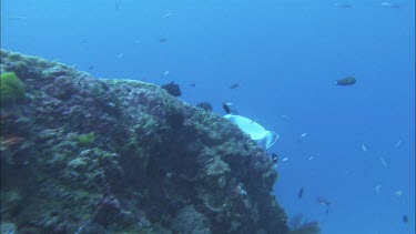 Manta Ray at a cleaning station on a reef