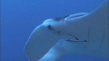 Manta Ray with remoras swimming close by. Underside, belly. Cleaning station