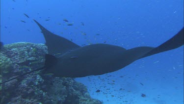 Manta Ray and lots of different colourful coral reef fish. Cleaning station