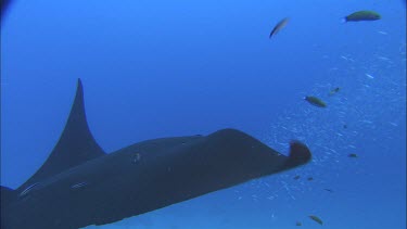 Manta Ray and lots of different colourful coral reef fish. Cleaning station