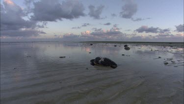 Green turtle resting in shallows of beach with gentle lighting and reflections of clouds.