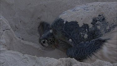 Green turtle digging nest on beach or covering nest with flippers.