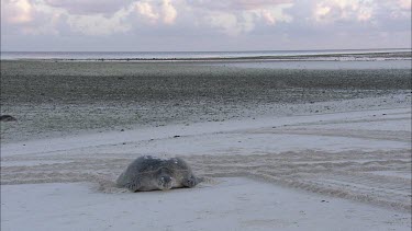 Green turtle making its way up the beach. Slowly in gentle light
