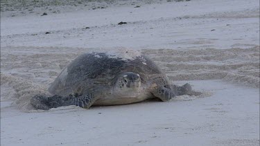 Green turtle making its way up the beach. Slowly in gentle light