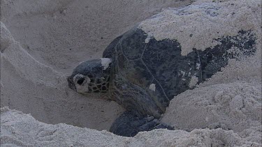 Green turtle digging nest on beach or covering nest with flippers.