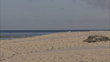 Green turtle making its way down beach. Slowly. Dragging itself with its flippers.