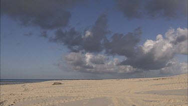 Green turtle making its way down the beach. Slowly. Dragging itself with its flippers.  Storm rain clouds above.