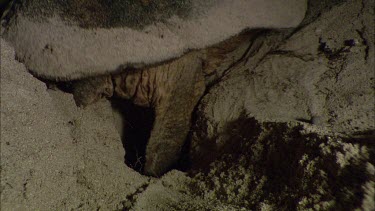 Night loggerhead turtle laying eggs on beach. Excavating digging nest hole using rear hind flippers.