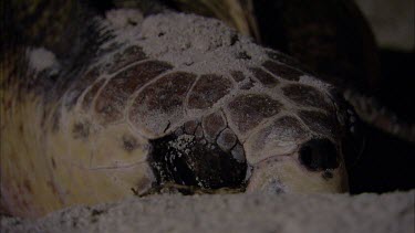Night loggerhead turtle laying eggs on beach. Close up of head. Beak.