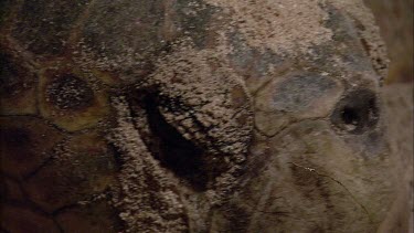 Night time loggerhead turtle laying eggs on beach. Close up of head. Beak. Extreme close up sand on eye.