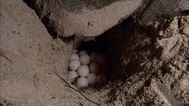 Night loggerhead turtle laying eggs on beach. Perfectly round, soft white eggs.