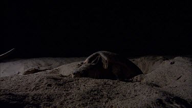 Night, loggerhead turtle laying eggs on beach. Covering nest with sand. Various shots.