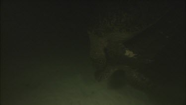 Green turtles mating underwater