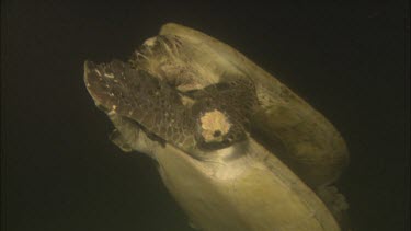 Green turtles mating underwater