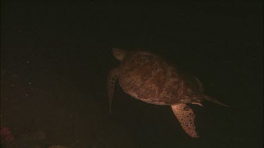 Green turtle swimming underwater, red lighting.