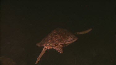 Green turtle swimming underwater, red lighting.