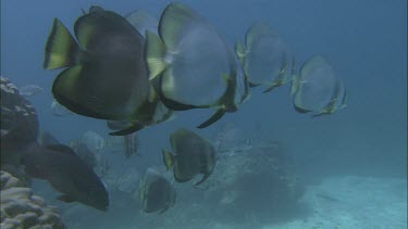 Orbicular batfish, round batfish school