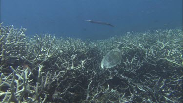 Green turtle and trumpet fish swiming over staghorn coral.