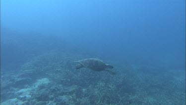 Green Turtle swimming over staghorn coral.