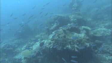 Tracking shot through coral reef could be a Point of View POV shot for a turtle or a shark or a scuba diver.