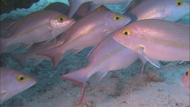 Hassar or yellow banded snapper school. Yellow eyes with yellow stripe. Large groper