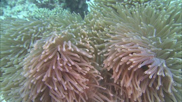 Leathery sea anenome tentacles waving in current