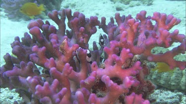 Bright pink hard coral micro-habitat for two species of small coral reef fish one yellow and the other black and white stripes