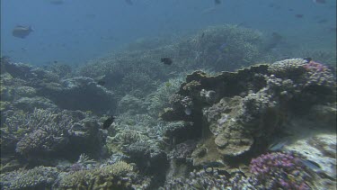 Point of view tracking shot swimming over coral. Could be used for a turtle or a scuba diver. School of fish, various.