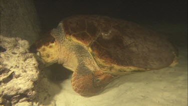 Loggerhead turtle sleeping underwater. It lodges its head between some rocks to keep it from floating away.