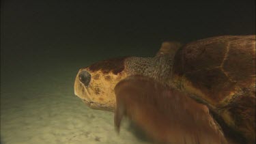 Swimming dark water night. Going to safe sleeping spot.