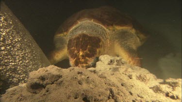 Loggerhead turtle sleeping underwater. It lodges its head between some rocks to keep it from floating away. Pan along body of turtle