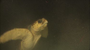 Turtle awakens from rest and swims up to surface to take a breath.