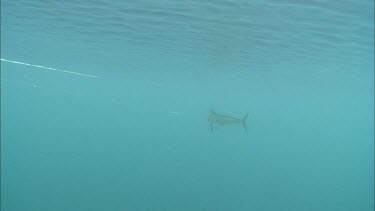 Mahi-Mahi fish caught on fishing line. Underwater. Deep sea fishing.