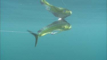 Mahi-Mahi fish caught on fishing line. Underwater. Deep sea fishing.