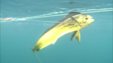 Mahi-Mahi fish caught on fishing line. Underwater. Deep sea fishing. Sports fishing