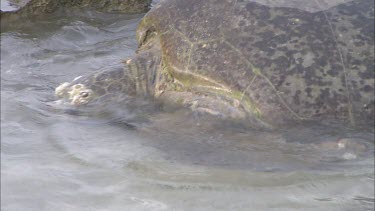 Head of green turtle half submerged in water, lifting head to breathe, could be seraching for food.