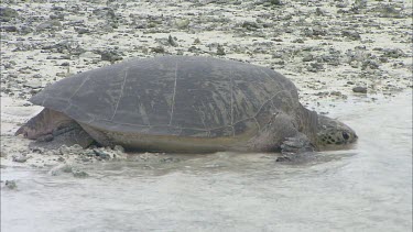 Green turtle entering sea