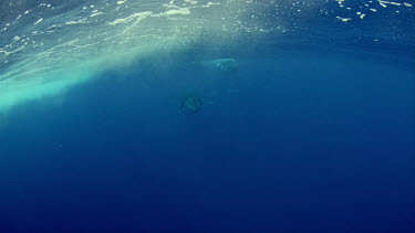 Humpback heat run with eleven whales