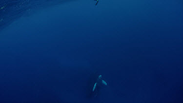 Michele Hall photographs humpback whales