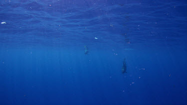 Atlantic Spotted Dolphins on Bahamas Banks