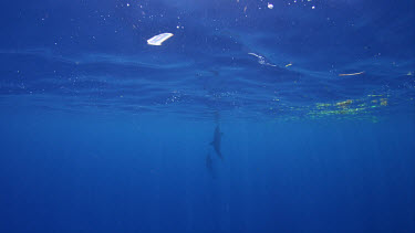 Atlantic Spotted Dolphins on Bahamas Banks