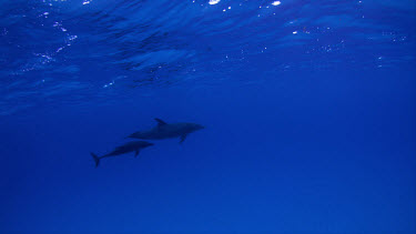 Atlantic Spotted Dolphins on Bahamas Banks