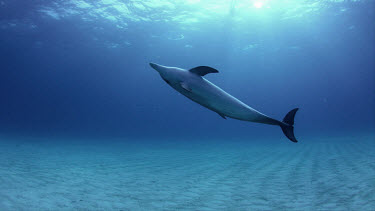 Atlantic Spotted Dolphins on Bahamas Banks