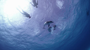 Atlantic Spotted Dolphins on Bahamas Banks