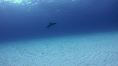 Atlantic Spotted Dolphins on Bahamas Banks