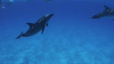 Atlantic Spotted Dolphins on Bahamas Banks