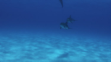 Atlantic Spotted Dolphins on Bahamas Banks