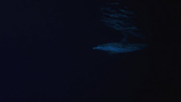 Atlantic Spotted Dolphins hunting at night on Bahamas Banks
