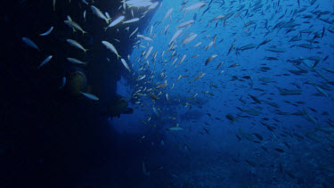 Goliath Grouper near wreck surrounded by baitfish