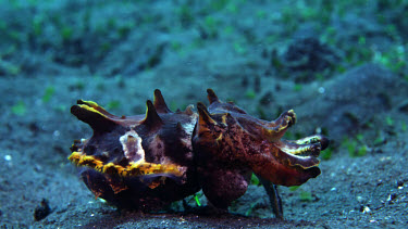 Flamboyant Cuttlefish (Metasepia pfefferi) walking